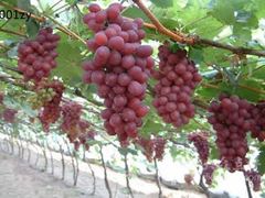 -马陆小张葡萄园农家乐