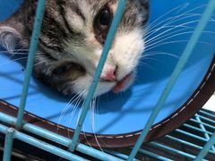 -米苏动物医院·犬猫专科·骨科外科内窥镜