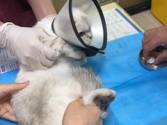 -艾贝尔宠物诊疗