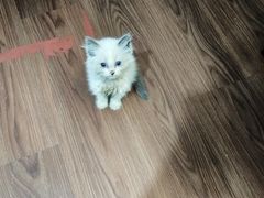 -楼上猫咖(罗湖店)