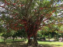 -红色娘子军纪念园