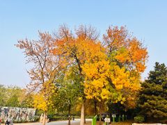 -元大都城垣遗址公园