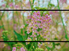 -中国天府农业博览园