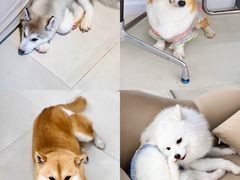 -怪兽屋·羊驼·猫咖·狗咖(俊华广场店)