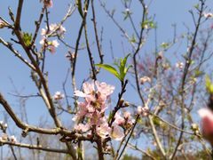 -深圳市中科院仙湖植物园