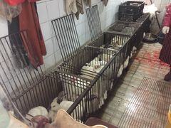 -温江公平红烧兔(总店)