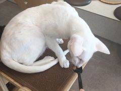 -飞行喵MR PILOT|猫舍·猫咖(静安大融城店)