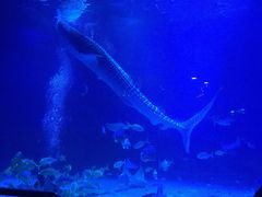 -烟台海昌鲸鲨海洋公园