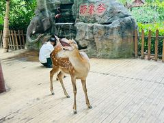 -野象谷景区