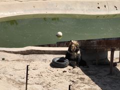 -青藏高原野生动物园