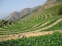 -文雅轩茶叶(锦和越界田林坊店)