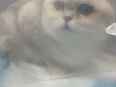 -半岛宠物医院24小时(西派城店)