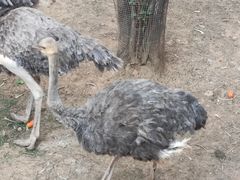 -昆明动物园