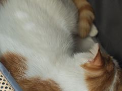 -纳吉亚猫专科动物医院博雅分院