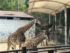 -泉州海丝野生动物世界