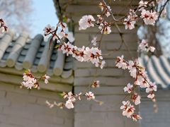 -桃花堤公园
