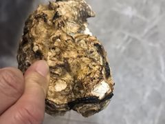 -华府九号海鲜烧烤大排档(龙域店)