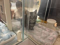-COLOR PETS 撸猫馆·购猫·猫咖(长风大悦城店)