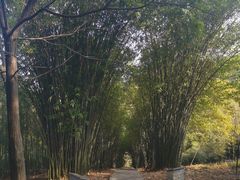 -潜山国家森林公园
