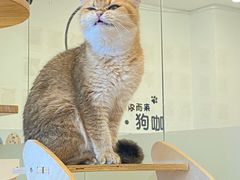 -有喵·猫咖·狗咖·40+猫狗有小奶狗(岗厦店)