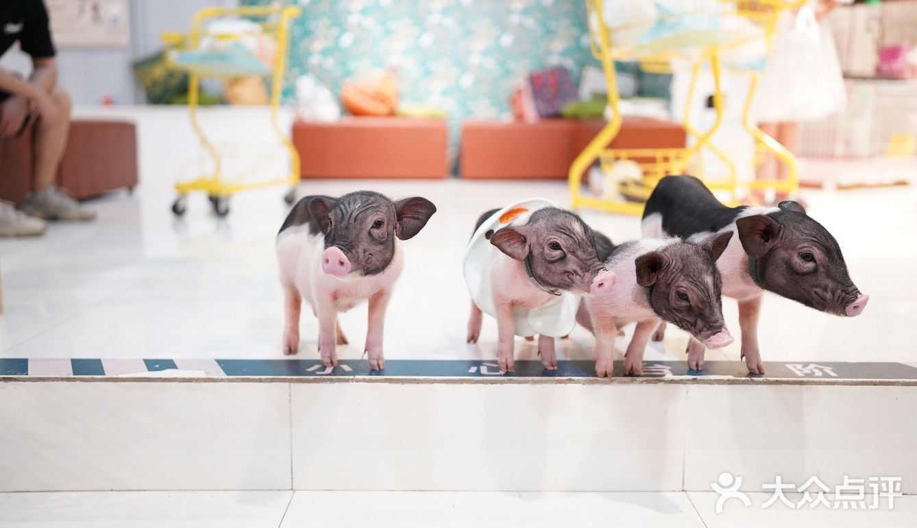 毛孩子控的福音来了