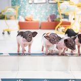 毛孩子控的福音来了