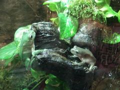 -迪拜水族馆及水下动物园
