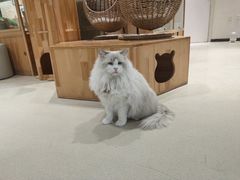 -藏猫猫咖啡主题馆(中央大道店)