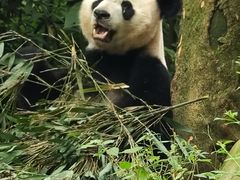 -中国大熊猫保护研究中心雅安碧峰峡基地