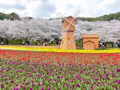 -苏州上方山国家森林公园