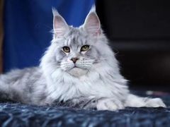 -猫十亿·布偶金渐层·曼基康矮脚猫舍(青年路店)