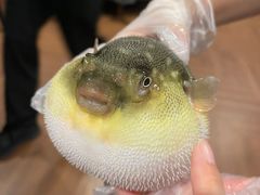 -肆月河豚·新淮扬(金融街店)