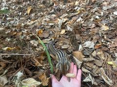 -五营红松林海景区