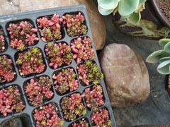 -龙大花卉苗木市场