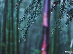 -重庆雨台山风景区