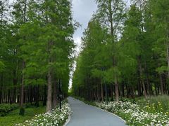 -昆山城市生态森林公园