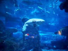 -海合安武汉极地海洋公园
