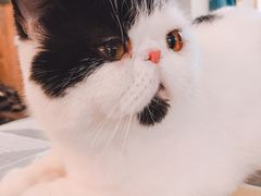 -吉丁鸟咖·异宠·寄养