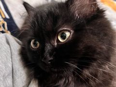 -创凡宠物医院·骨专科  猫科中心(西乡分院)