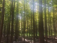 -日照海滨国家森林公园