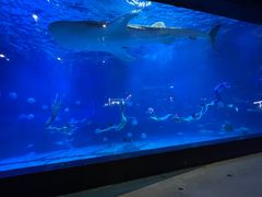 -烟台海昌鲸鲨海洋公园