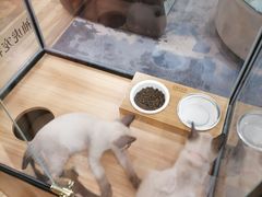 -袖虎·猫馆(体育西路店)