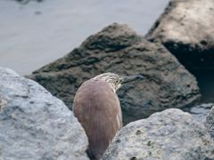 -深圳湾公园(南山区)
