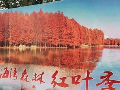 -上海海湾国家森林公园