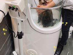 -babydoll猫舍·米努特·德文·缅因(久光中心店)