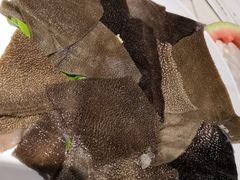 -川西坝子(老军营店)