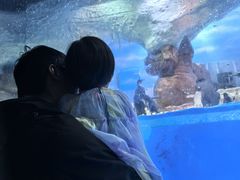 -海合安成都极地海洋公园