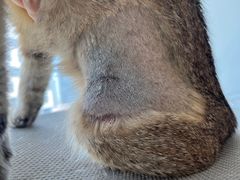 -御宝贝·A梦猫科宠物医院(国际猫友好医院)