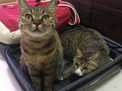 -康乐宝动物医院