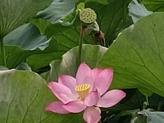 -金银湖国家城市湿地公园